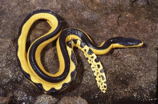 poisonous sea snakes