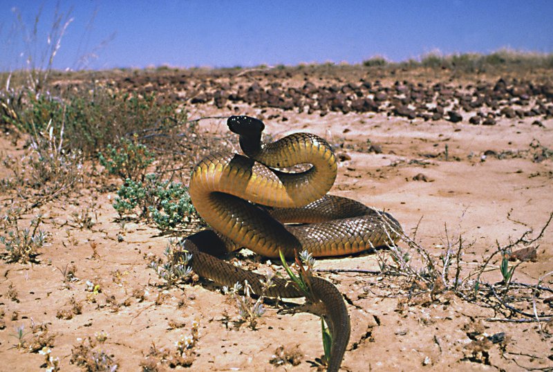 inland taipan fangs