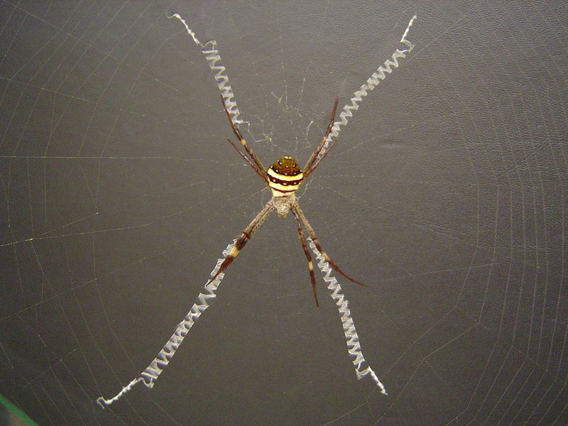 St Andrew's Cross Spider - The Australian Museum