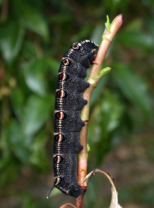 Different Types Of Hawk Moth Caterpillar