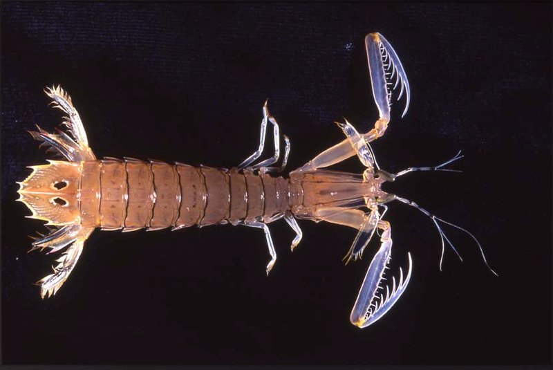 Mantis Shrimp Species Mantis Shrimp Have Really Surprising Brains Mantis Shrimp Species Mantis Shrimp Have Really Surprising Brains