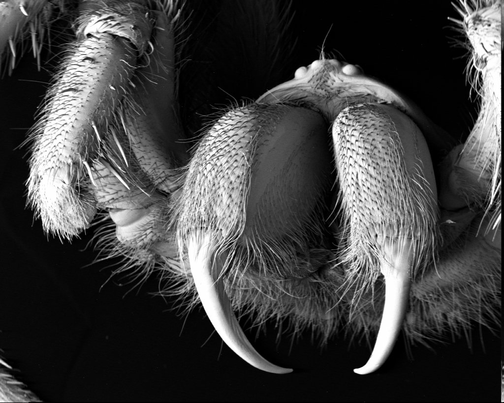 Funnel-web spider SEM