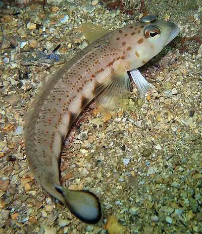 Spotted Grubfish, Parapercis ramsayi (Steindachner, 1883) - The ...