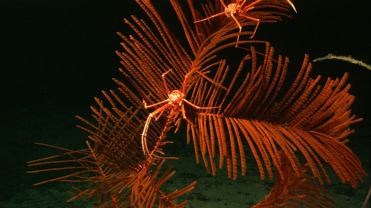 Out now! New book to identify abundant, diverse and striking decapod ...