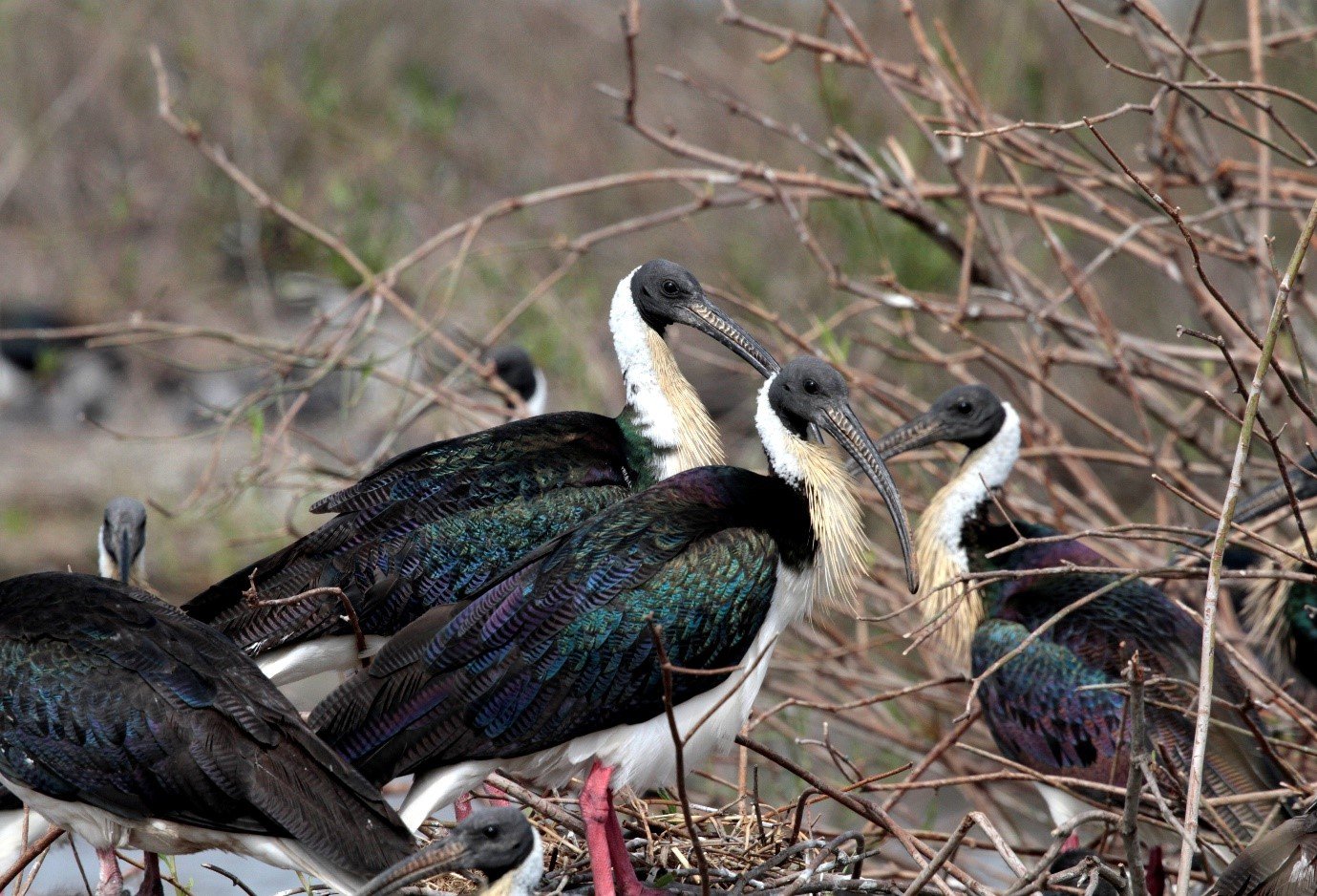 Straw-necked ibis