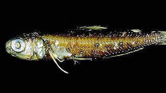 Symbolophorus barnardi