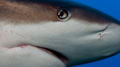 Sharks bodies and senses - The Australian Museum