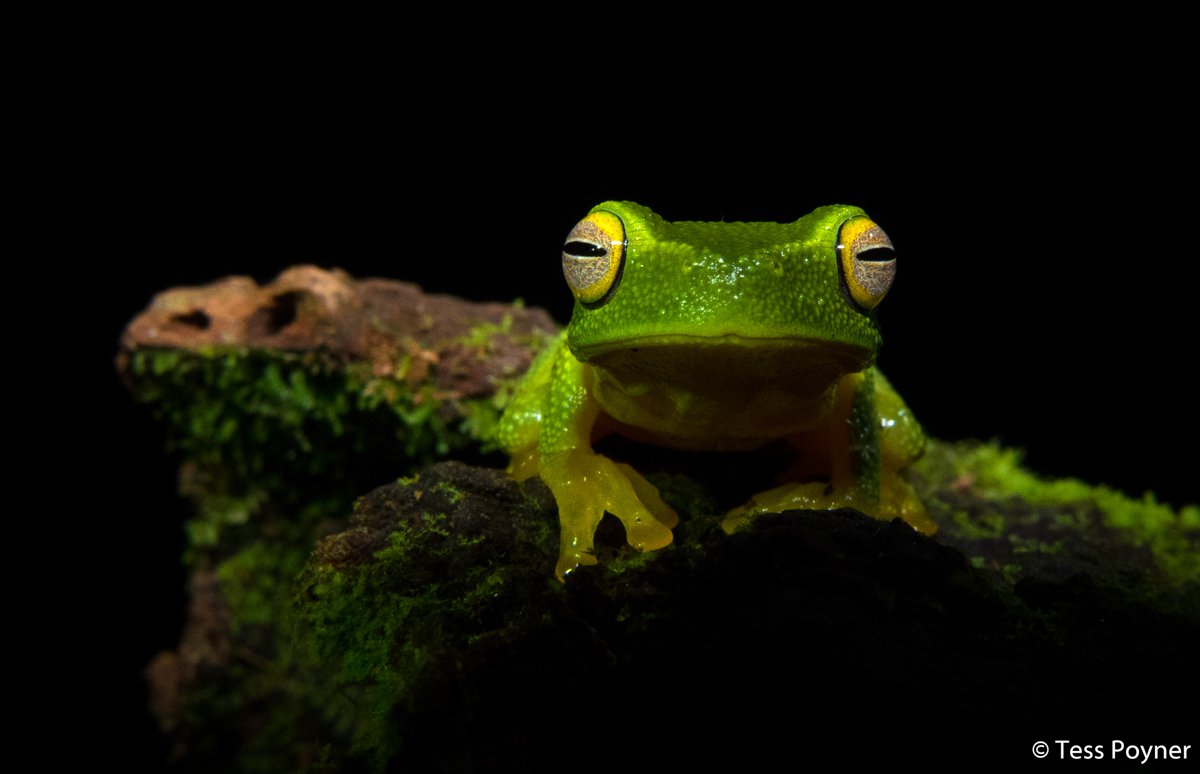 Dainty Green Tree Frog