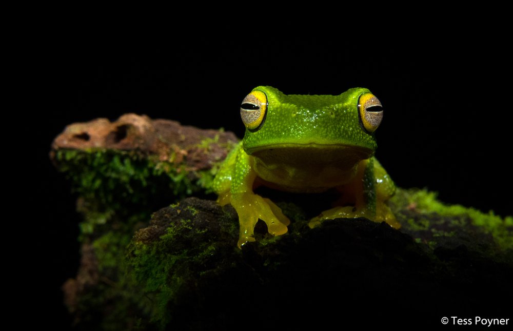 Dainty tree frog, Litoria gracilenta