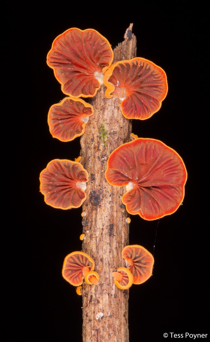 Orange fan fungus, Anthracophyllum archeri