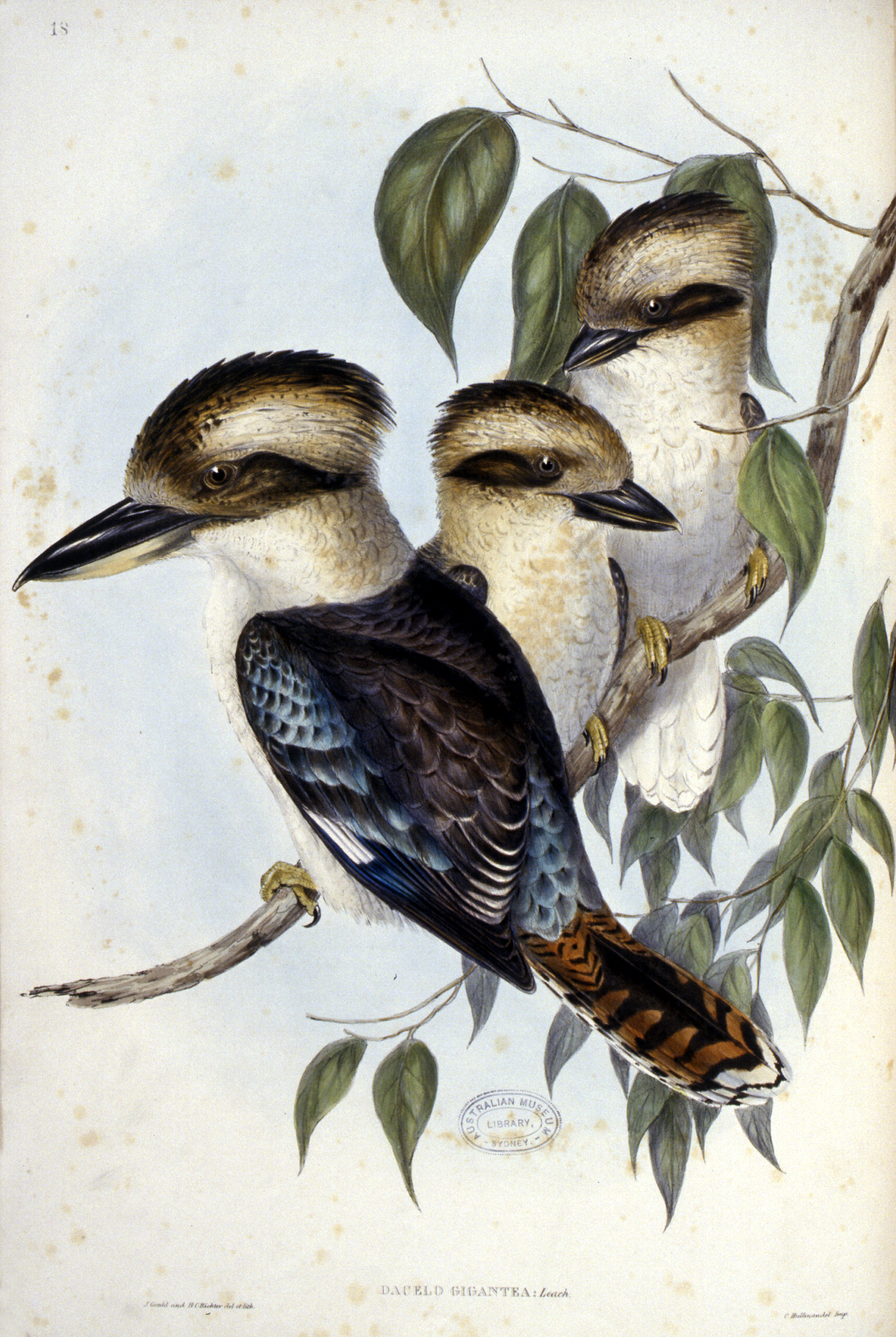 The Birds of Australia : in seven volumes / by John Gould. (Rare Book Colouring 2020)