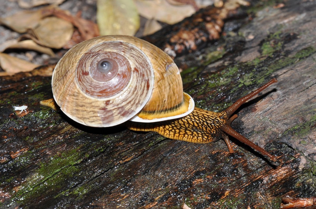 A rare land snail from north Queensland The Australian Museum Blog