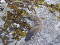Woolly Flying Squirrel