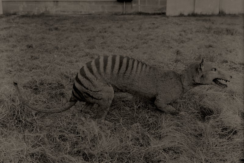 Australia’s extinct animals The Australian Museum