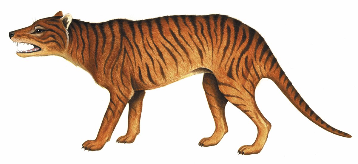 The late Miocene Thylacinus potens, known only from a single upper jaw, was one the largest of the thylacines. Image: Dr Anne Musser © Dr Anne Musser
