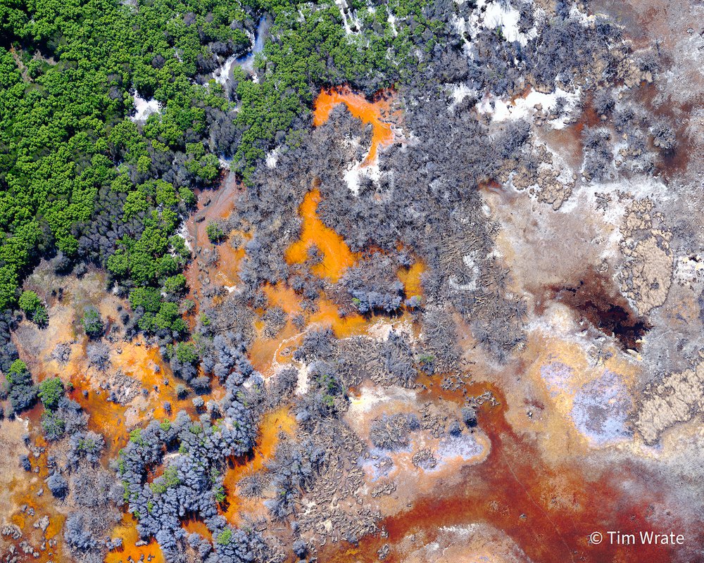 Mangrove Dieback by Tim Wrate, New South Wales