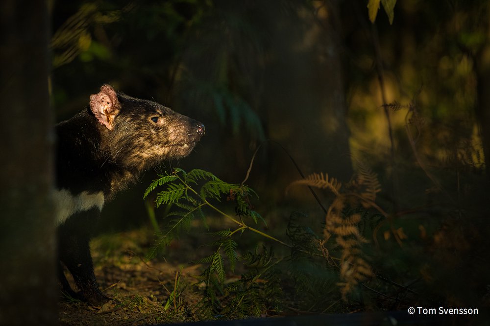 In the shadows by Tom Svensson, Sweden