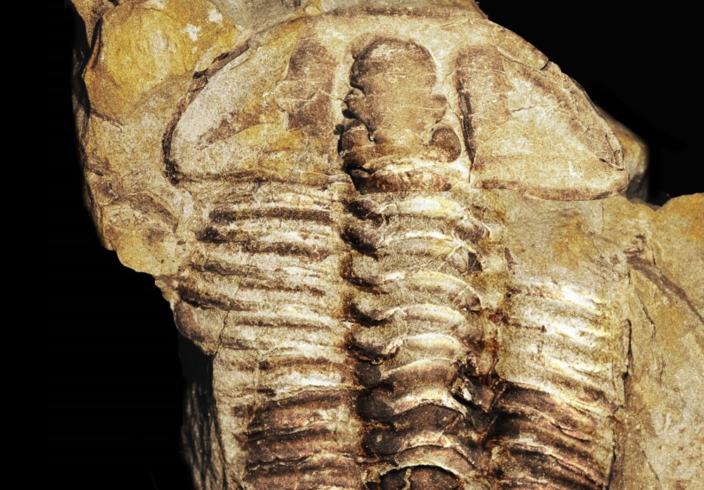 Newly discovered trilobite (Gravicalymene bakeri)