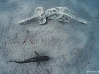 2022 Australian Geographic Nature Photographer of the Year Winner. Nature’s Prey by Ashlee Jansen