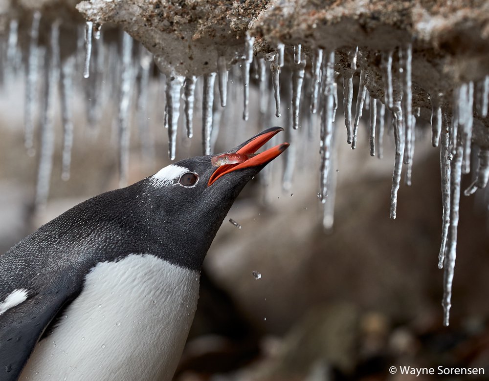 Gentoo penguin, Pygoscelis papua