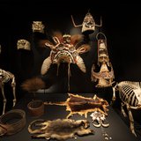 This elaborate headdress, made by the Roro people of Central Province, New Guinea, was collected in 1923 by photographer Frank Hurley on an Australian Museum expedition.
Ceremonial headdresses are worn by Roro men of high status, with the number of feathers signifying the owner’s achievements and social rank.