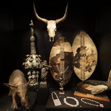 Made from the distinctive patterned hides of native Nguni cattle, these impressive Zulu shields were acquired by the Museum in 1884. The Zulu assembled one of the most organised and disciplined indigenous armies in Africa, and fought famously brutal battles against neighbouring tribes and colonial forces. The shields were collected during the Anglo–Zulu Wars of the late 1870s which led to the British annexation of the Zulu kingdom.