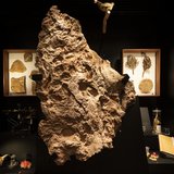 The large rock slab with spectacularly preserved fish fossils was uncovered at Canowindra in 1955. Since then, 4000 fossils of eight different fish species have been uncovered at the site. This slab shows four of those species, including Mandageria fairfaxi, NSW’s state fossil emblem.