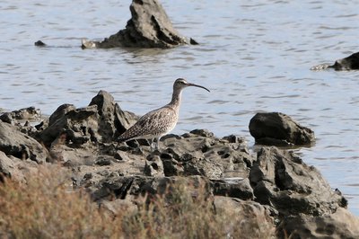 Whimbrel Rspb Whimbrel - The Australian Museum