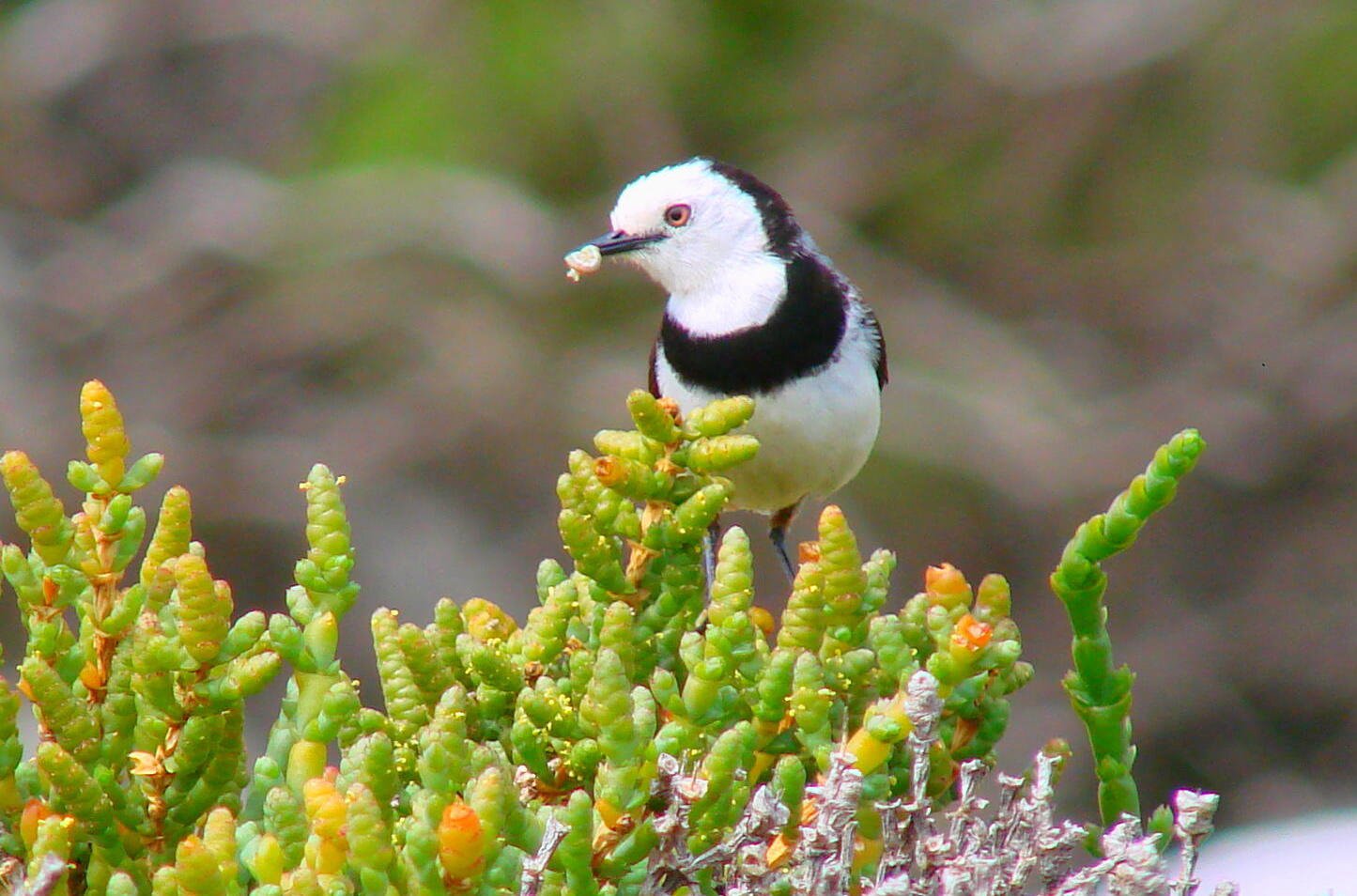 White-fronted Chat