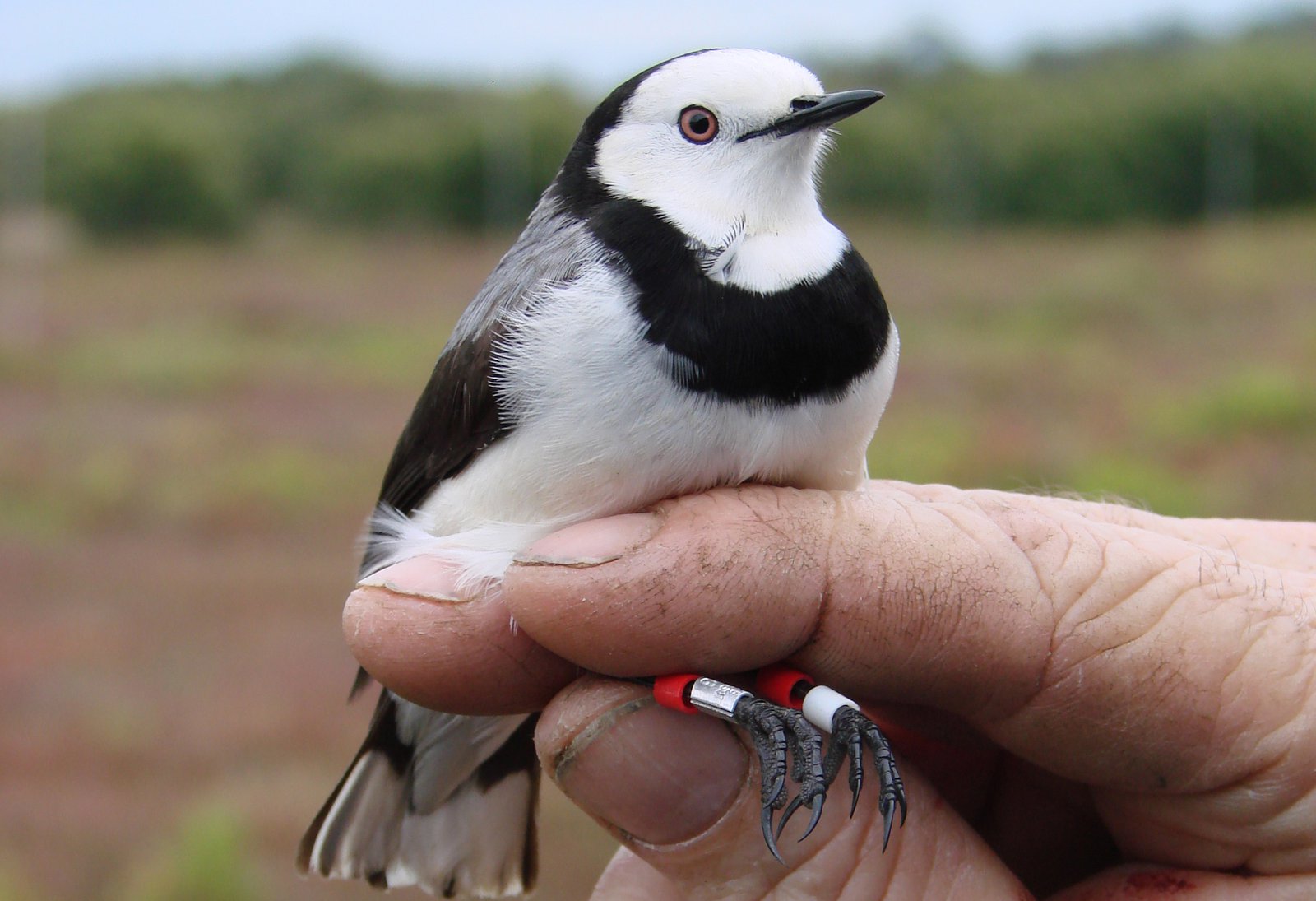 White-fronted Chat