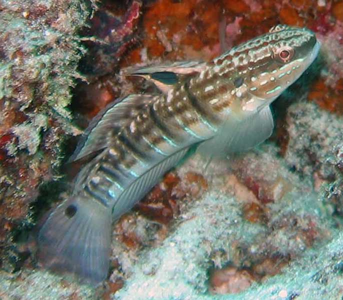 Whitebarred Goby Amblygobius Phalaena Valenciennes 1837 The Whitebarred Goby Amblygobius Phalaena Valenciennes 1837 The