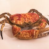 The Giant Tasmanian Crab is Australia's largest crustacean.