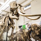 The large skeleton on display is of an elephant called Jumbo. He was an Asian Elephant and a present from King Chulalongkorn of Siam, now known as Thailand.