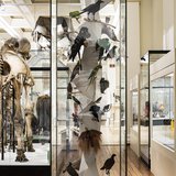 Birds of Paradise are found mostly on the east coast of Australia and in Papua New Guinea and have evolved vivid and flamboyant feathers to attract females.