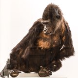 Gorillas are the largest of all primates and live in dense forests in western and central tropical Africa. There are two gorilla species; the Western and Eastern and two sub-species within each.