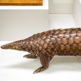 Pangolins are unique among mammals as they are covered with scaled armour - hence their common name of 'scaly ant-eater'. Pangolins feed almost exclusively on ants and termites and are solitary and mostly nocturnal.