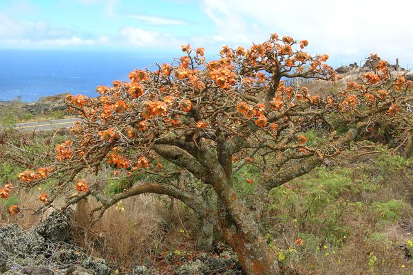 Flowering Wiliwili Erythrina sandwicensis
