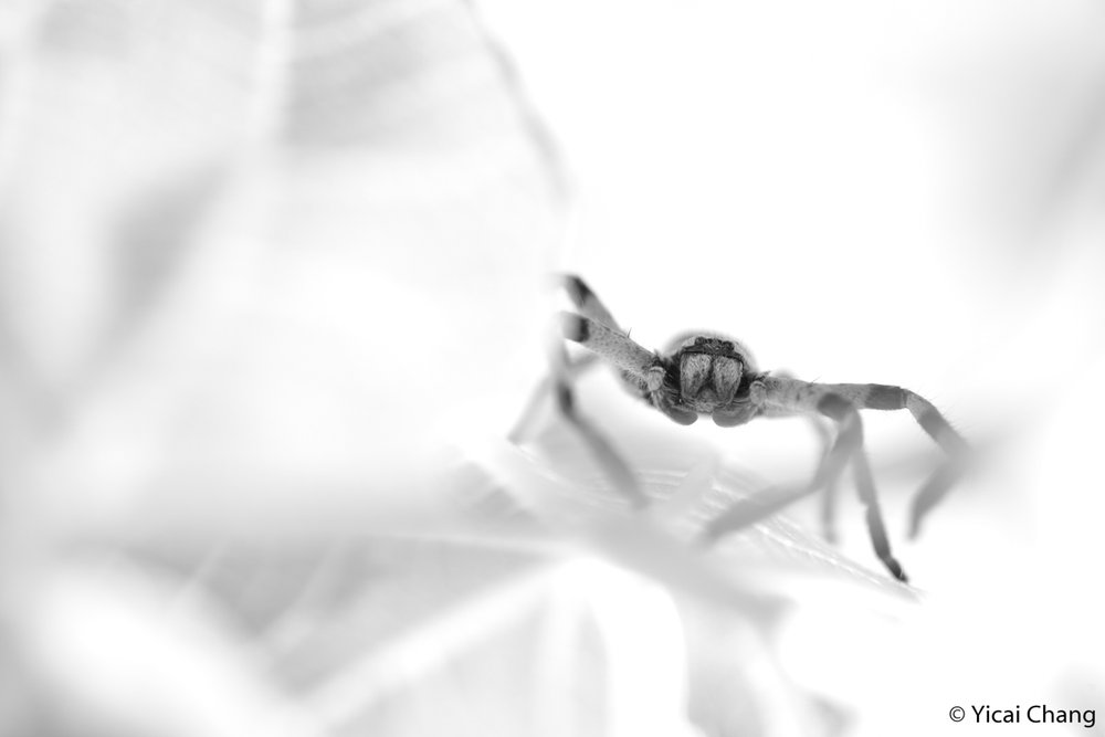 Huntsman spider, Family Sparassidae