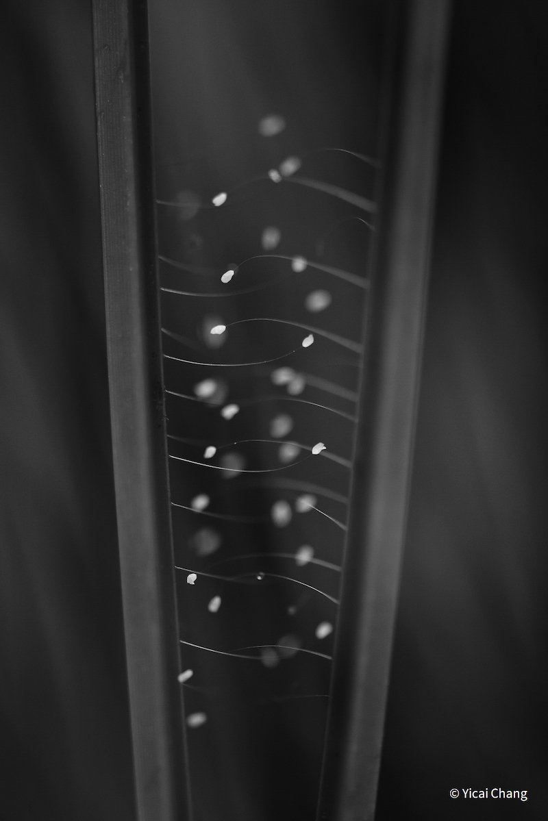 DNA Helix by Yicai Chang, Australian Capital Territory