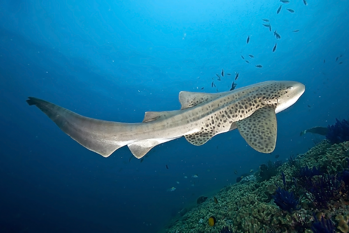 What is a shark? - The Australian Museum