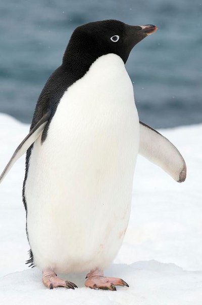 Adelie Penguin - The Australian Museum