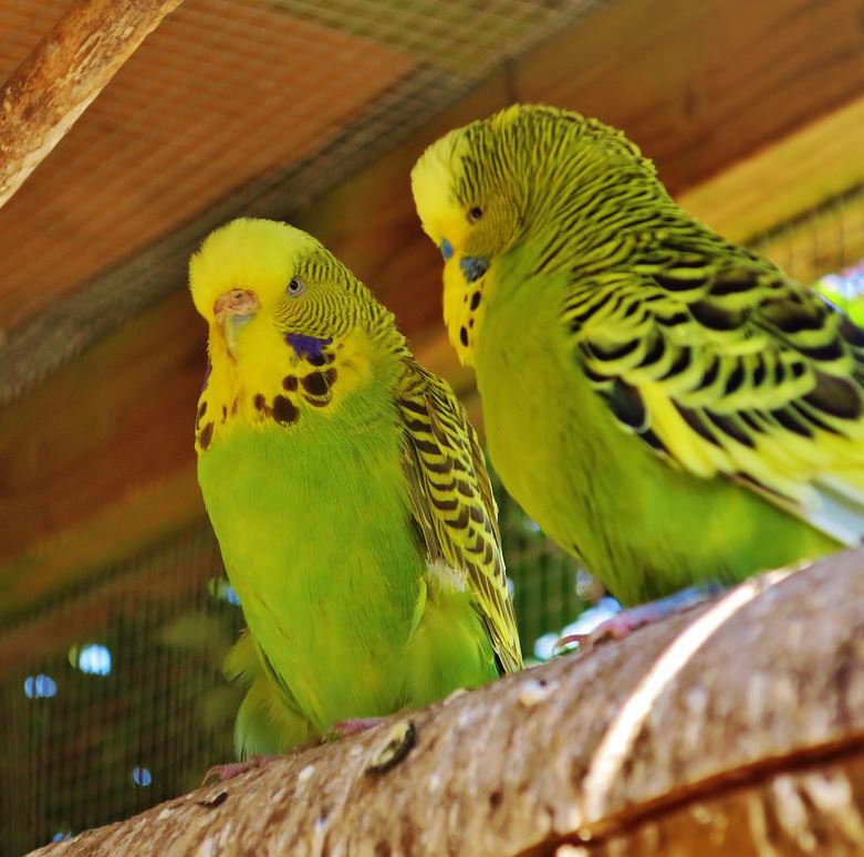 Yellow best sale green parakeet