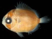 Larval Threadfin Butterflyfish