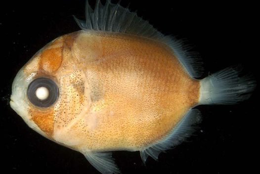 Larval Threadfin Butterflyfish