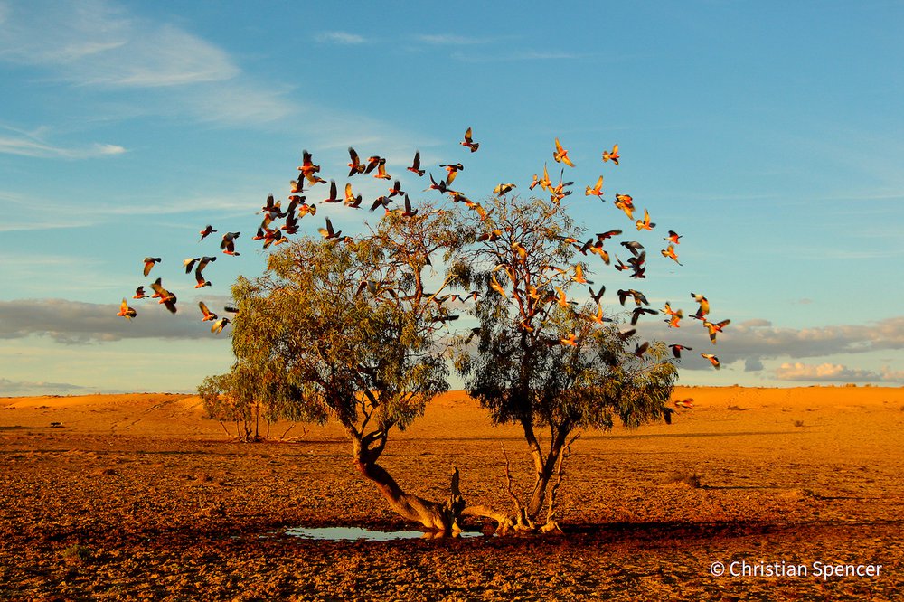 A tree dreaming by Christian Spencer, Victoria