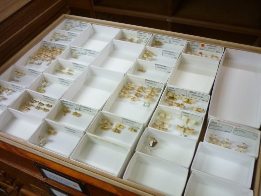 The Scotts' Lepidoptera specimens