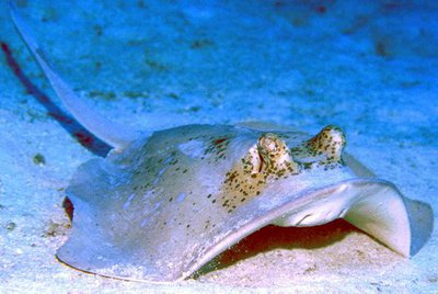 Bluespotted Maskray, Neotrygon australiae Last, White & Séret 2016 ...
