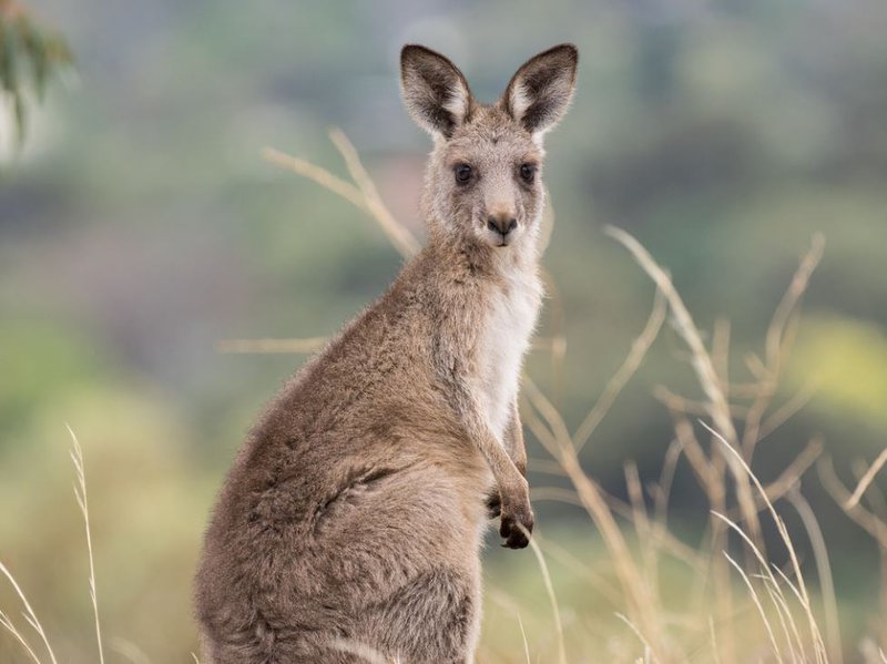 Kangaroos Kangaroo Adaptations Kangaroos Kangaroo Adaptations