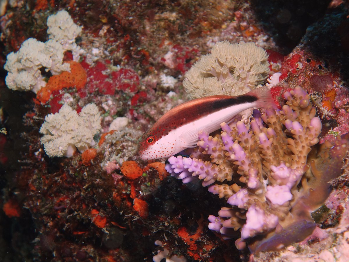Ichthyology - The Australian Museum