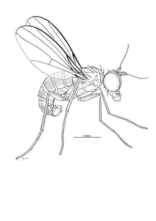 male Pindaia dispersa